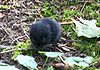 Black vole 2026.JPG