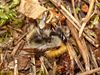 Bombus schrencki 01.JPG