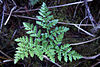 Botrychium multifidum2.jpg