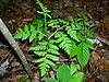 Botrychium virginianum.JPG