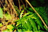 Botrychiumlanceolatum.jpg