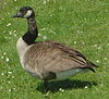 Branta canadensis DSC03398.JPG