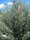 Buddleja davidii1p.jpg