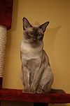 Burmakatze-chocolate.JPG