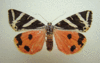 Callimorpha quadripunctaria.gif