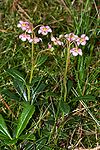 Chimaphila2.jpg