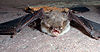 Chiroptera 02.jpg