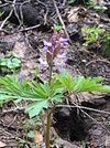 Corydalis cava5.JPG