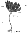 Crinoid anatomy.gif