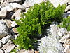 Cryptogramma crispa.jpg
