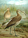 Curlew06.jpg