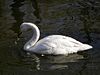Cygnus cygnus from zh.JPG