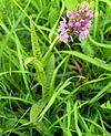 Dactylorhiza longifolia1.JPG