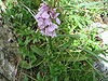 Dactylorhiza maculata b.JPG