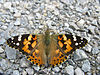 Distelfalter de 2009b.jpg
