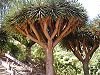 Dragon tree 2.jpg