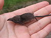 Etruscanpygmyshrew.JPG