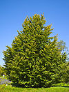 Fagus sylvatica 018.jpg