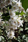 Falscher Jasmin IMG 5357.JPG