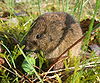 Feldmaus Microtus arvalis.jpg