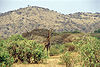 Giraffe Manyara N P.jpg