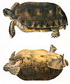 Gopherus polyphemusHolbrookV1P01AA.jpg