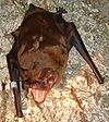 GreaterNoctule.JPG