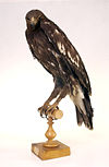 Greater Spotted Eagle.jpeg