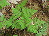 Gymnocarpium dryopteris AT.JPG