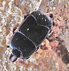 Hololepta plana up.JPG