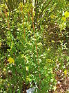 Hypericum elegans1.jpg