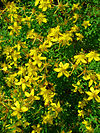 Hypericum perforatum 007.JPG