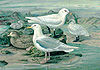Ivory gull.jpg