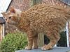 Laperm LH red tabby.jpg