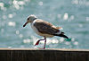 Larus ichthyaetus.jpg
