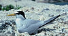 Leasttern54.jpg