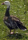 Lesser.snow.goose.blue.arp.600pix.jpg