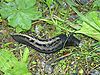 Limax cinereoniger.JPG