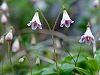 Linnaea borealis.jpg