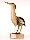 Little Bittern.jpeg