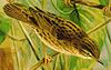 Locustella lanceolata.jpg
