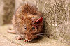 London Scruffy Rat.jpg