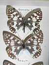 Melanargiarussiae.JPG