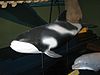 ModelWhite-beaked Dolphin.jpg
