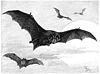 Mopsfledermaus-drawing.jpg