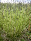 Nardus stricta mountain medow.JPG