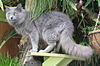 Nebelung Male, Aleksandr van Song de Chine.JPG