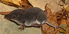 Neomys anomalus.jpg
