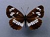 Neptis rivularis.jpg