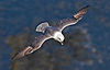 Northern-Fulmar2 cropped.jpg